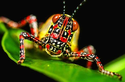 Nature's Surprises Photography Competition