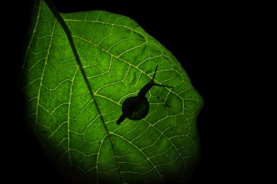 Nature's Surprises Photography Competition