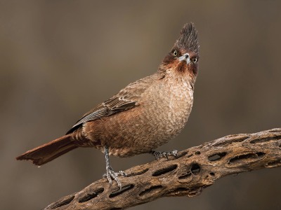 Nature's Surprises Photography Competition