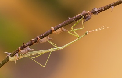 Nature's Surprises Photography Competition