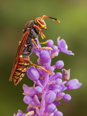 Nature's Surprises Photography Competition