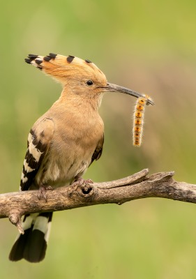 Nature's Surprises Photography Competition