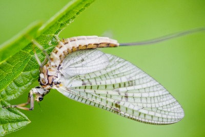 Nature's Surprises Photography Competition
