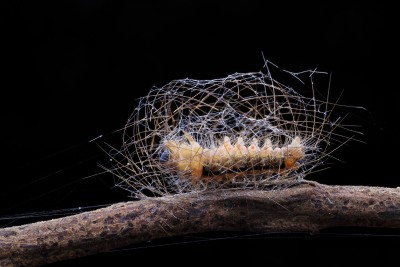 Nature's Surprises Photography Competition