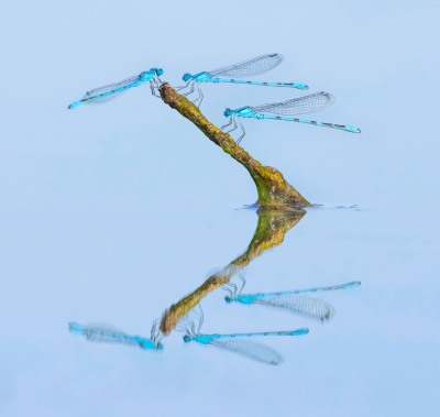 Nature's Surprises Photography Competition