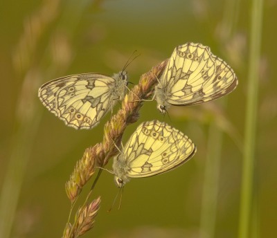 Nature's Surprises Photography Competition