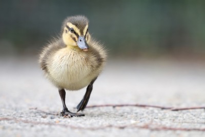 Nature's Surprises Photography Competition