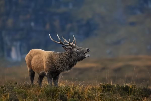 Nature in Action Photography Competition