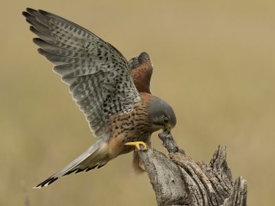Living World Photography Competition