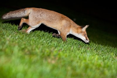 In The Wild Photography Competition